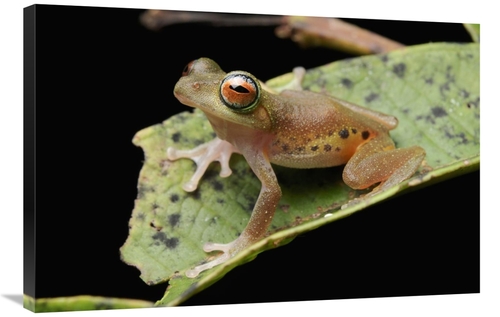 Global Gallery GCS-397544-2436-142 24 x 36 in. Masked Treefrog, Sa