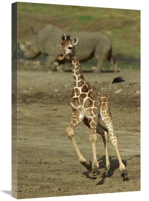 20 x 30 in. Giraffe Juvenile Running with Rhino in Background, San