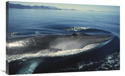 Global Gallery GCS-451689-2436-142 24 x 36 in. Fin Whale At Winter Fee
