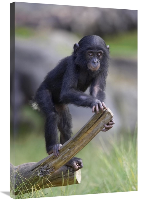 Global Gallery GCS-450857-2436-142 24 x 36 in. Bonobo Baby on Log,