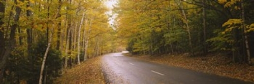 Panoramic Images PPI97994L Road passing through a forest  Park Loop Ro