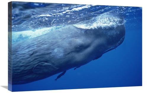 Global Gallery GCS-450795-2030-142 20 x 30 in. Sperm Whale Adult with 