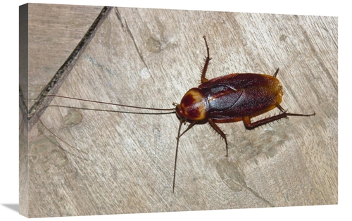Global Gallery GCS-453647-2030-142 20 x 30 in. American Cockroach,