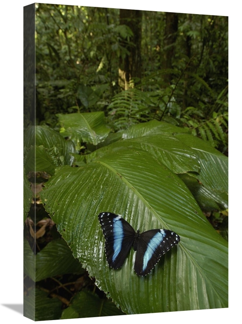 Global Gallery GCS-453164-1624-142 16 x 24 in. Morpho Butterfly Butter