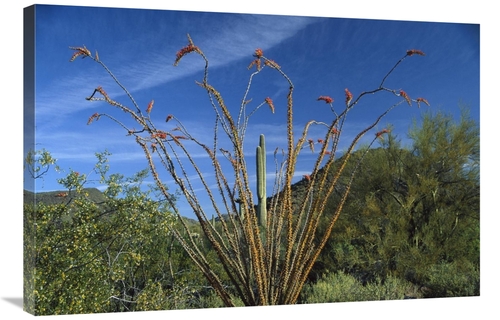 Global Gallery GCS-396327-2436-142 24 x 36 in. Ocotillo Saguaro Grease