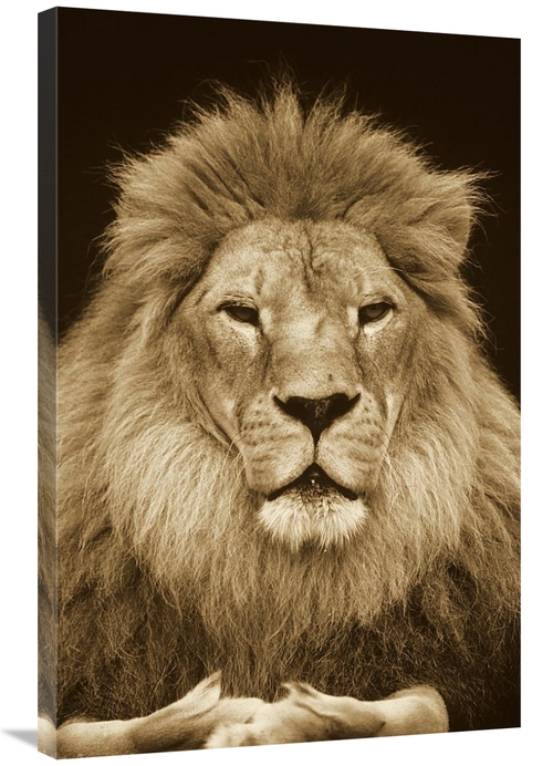 Global Gallery GCS-453712-2436-142 24 x 36 in. African Lion Male, 