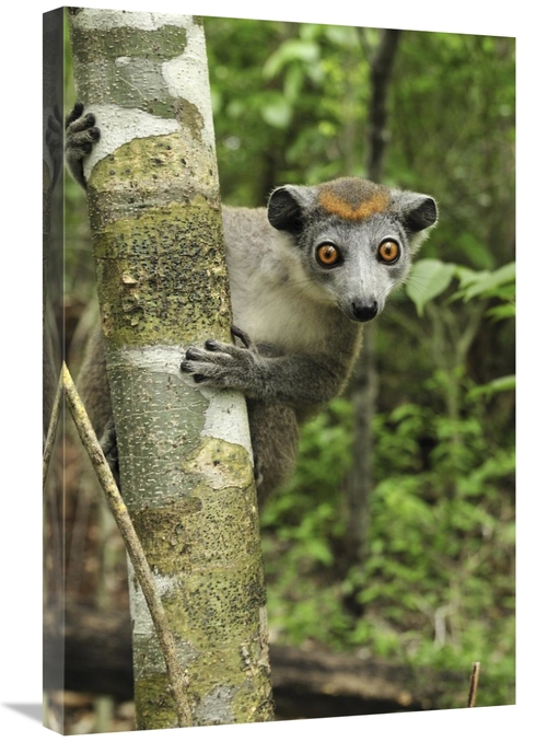 Global Gallery GCS-397650-2030-142 20 x 30 in. Crowned Lemur Female&#4