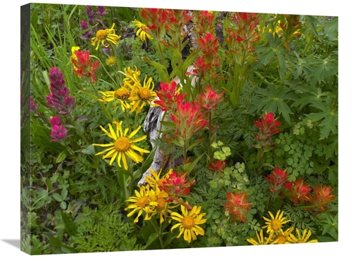 Global Gallery GCS-396853-2228-142 22 x 28 in. Orange Sneezeweed & Ind