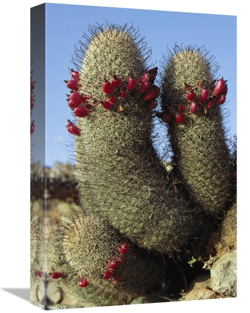 Global Gallery GCS-395596-1218-142 12 x 18 in. Fishhook Cactus in Bloo