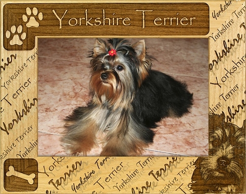 Giftworks Plus DBA0183 Yorkshire Terrier Alder Wood Frame- 8 x 10 In