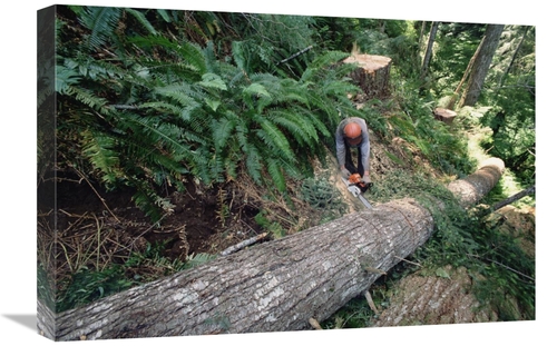 Global Gallery GCS-395772-1624-142 16 x 24 in. Loggers Clear Cutting T