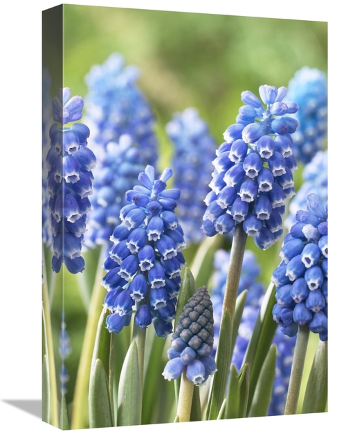 Global Gallery GCS-398404-1218-142 12 x 18 in. Blue Grape Hyacinth Blu