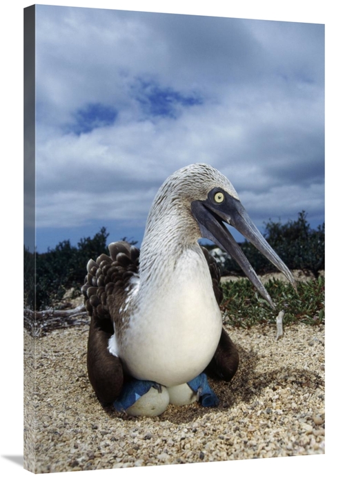 Global Gallery GCS-451401-2436-142 24 x 36 in. Blue-Footed Booby Male 