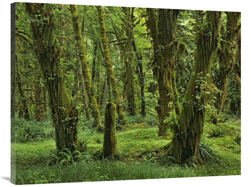 Global Gallery GCS-396293-3040-142 30 x 40 in. Hoh Rainforest, Oly