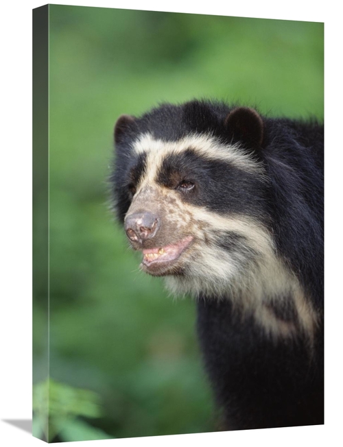Global Gallery GCS-451463-1624-142 16 x 24 in. Spectacled Bear, Ce