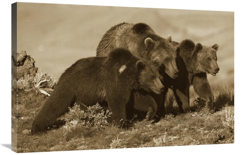 Global Gallery GCS-395922-2436-142 24 x 36 in. Grizzly Bear Mother wit