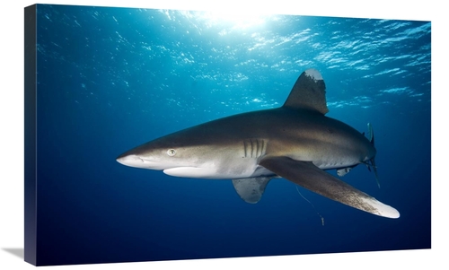 Global Gallery GCS-398222-30-142 30 in. Oceanic White-Tip Shark Close 