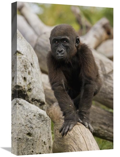 Global Gallery GCS-450915-1624-142 16 x 24 in. Western Lowland Gorilla