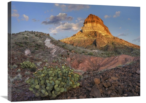 Global Gallery GCS-397182-2432-142 24 x 32 in. Prickly Pear Cactus at 