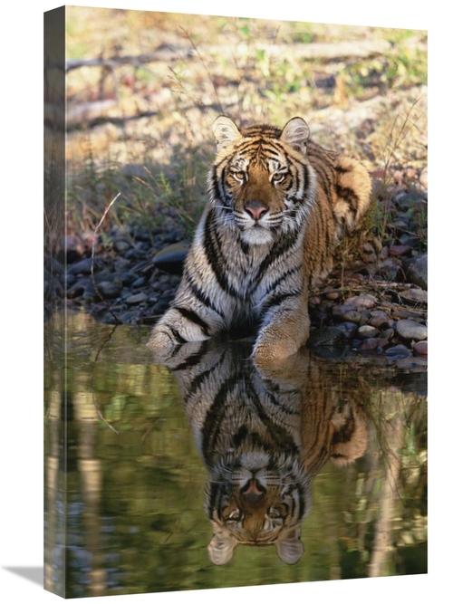 Global Gallery GCS-451985-1624-142 16 x 24 in. Siberian Tiger Resting 