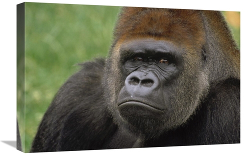 Global Gallery GCS-452765-1624-142 16 x 24 in. Western Lowland Gorilla
