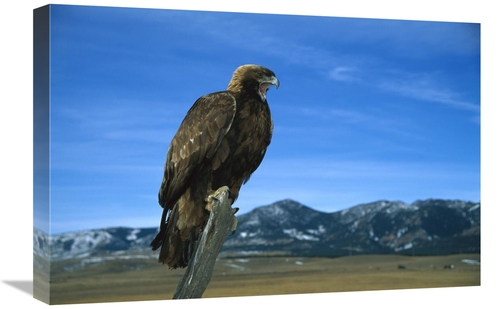 Global Gallery GCS-452292-1624-142 16 x 24 in. Golden Eagle Perching o