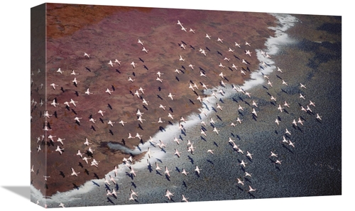 Global Gallery GCS-397051-1218-142 12 x 18 in. Lesser Flamingo Group F