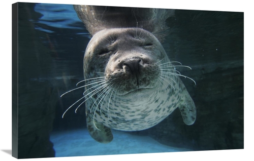 Global Gallery GCS-397699-2436-142 24 x 36 in. Spotted Seal, Japan