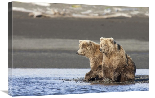 Global Gallery GCS-395437-2030-142 20 x 30 in. Grizzly Bear Yearlings 