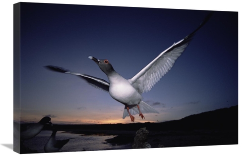 Global Gallery GCS-451514-2030-142 20 x 30 in. Swallow-Tailed Gull Dep