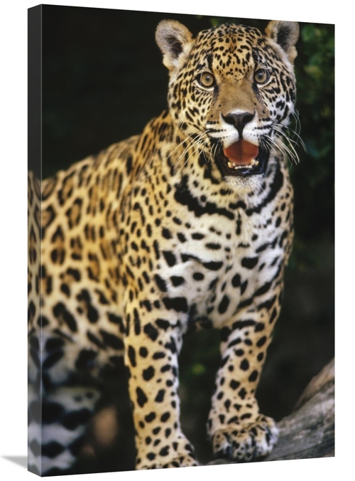 Global Gallery GCS-452753-2030-142 20 x 30 in. Jaguar Panting, Woo