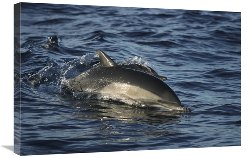 Global Gallery GCS-453554-2030-142 20 x 30 in. Short-Beaked Common Dol