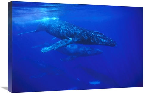 Global Gallery GCS-451032-2030-142 20 x 30 in. Humpback Whale Pod Trav