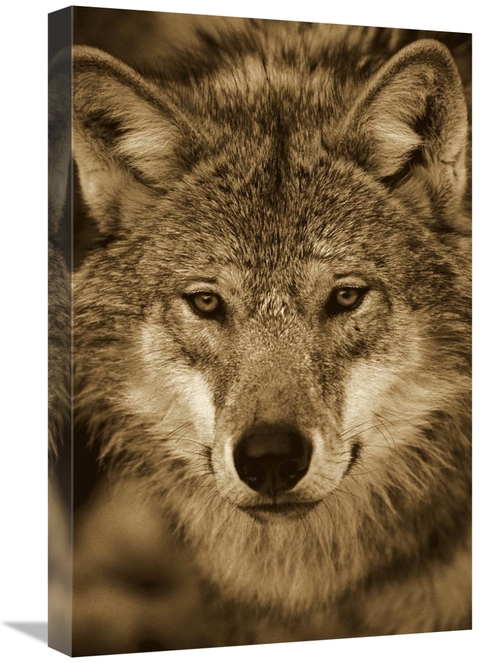 Global Gallery GCS-453696-1624-142 16 x 24 in. European Wolf Portrait&
