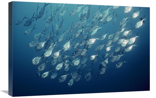 Global Gallery GCS-451754-2030-142 20 x 30 in. Steel Pompano Schooling