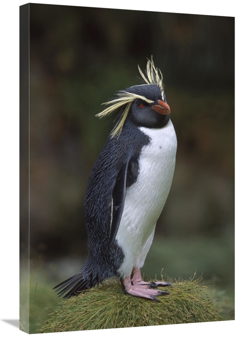 Global Gallery GCS-451811-2030-142 20 x 30 in. Rockhopper Penguin Port