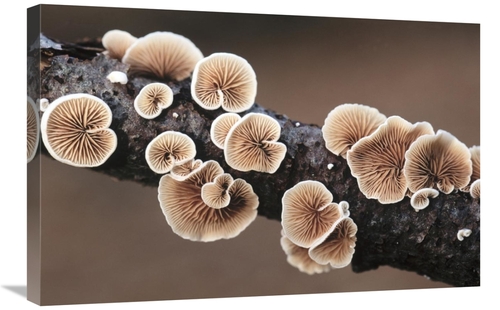 Global Gallery GCS-453614-2030-142 20 x 30 in. Split Gill Fungus Growi