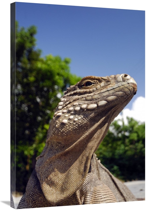 Global Gallery GCS-397580-2436-142 24 x 36 in. Green Iguana Sunbathing