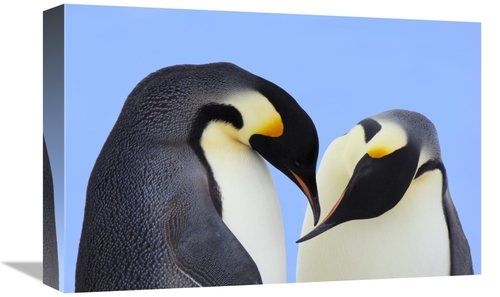 Global Gallery GCS-398284-1218-142 12 x 18 in. Emperor Penguin Pair Co