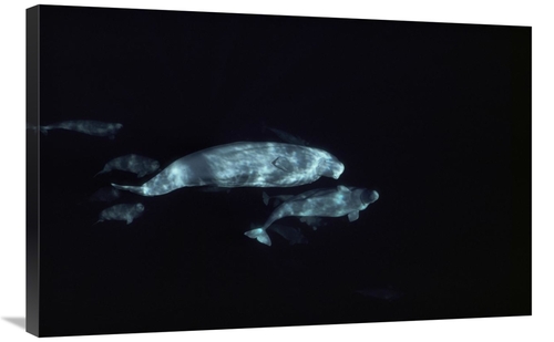 Global Gallery GCS-450639-2436-142 24 x 36 in. Beluga Group Underwater