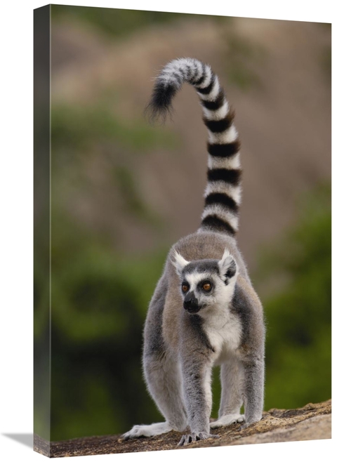 Global Gallery GCS-453248-1624-142 16 x 24 in. Ring-Tailed Lemur in th