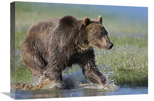 18 x 24 in. Grizzly Bear Running Through Water, North America Art 