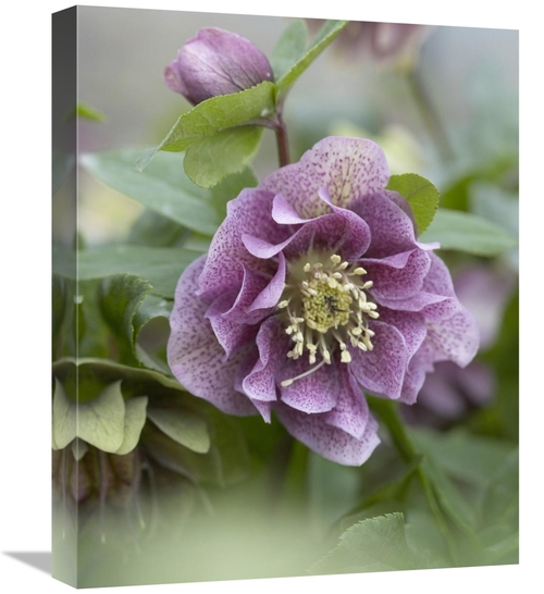 Global Gallery GCS-398403-1620-142 16 x 20 in. Hellebore Double Spotte