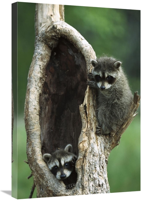 Global Gallery GCS-452559-2030-142 20 x 30 in. Raccoon Two Babies Play