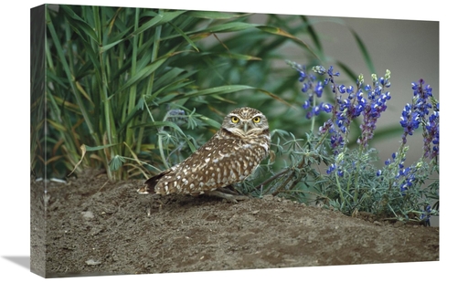 Global Gallery GCS-453296-1624-142 16 x 24 in. Burrowing Owl with Lupi