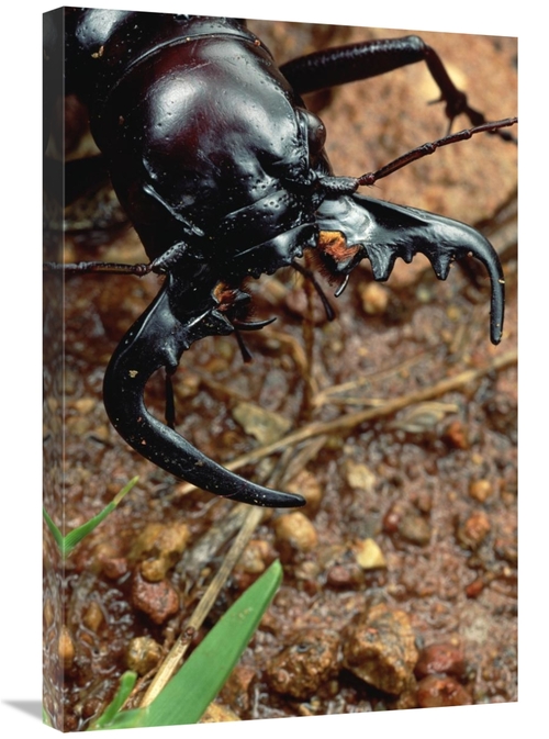 Global Gallery GCS-450959-2030-142 20 x 30 in. Ground Beetle Portrait&