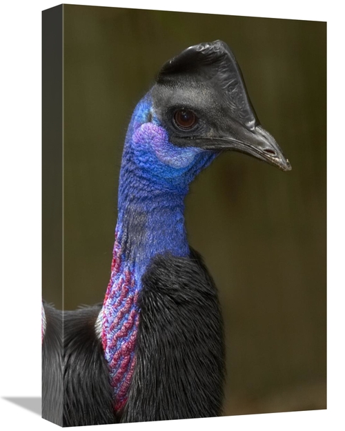 Global Gallery GCS-450900-1218-142 12 x 18 in. Dwarf Cassowary Portrai