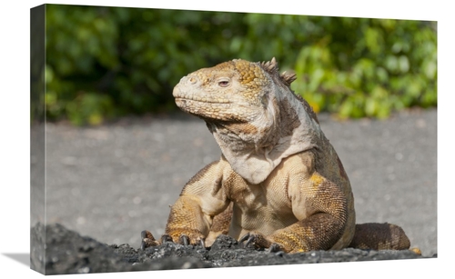 Global Gallery GCS-395618-1624-142 16 x 24 in. Galapagos Land Iguana B