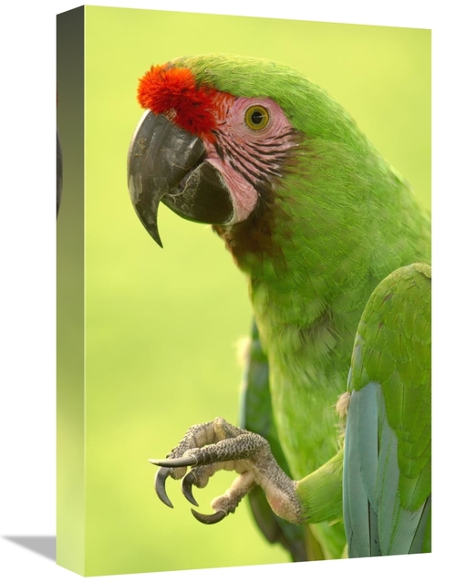Global Gallery GCS-453217-1218-142 12 x 18 in. Military Macaw Portrait