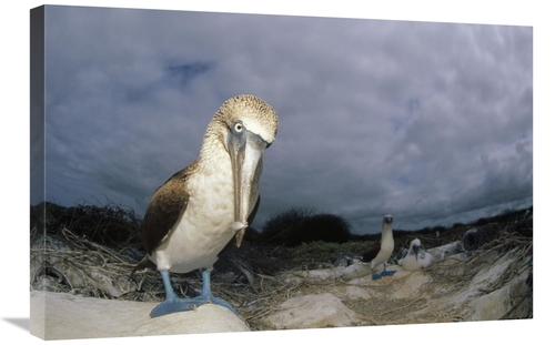 Global Gallery GCS-451249-2030-142 20 x 30 in. Blue-Footed Booby, 